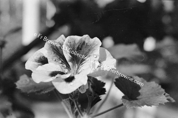 PELARGONIUM  FLOWERS